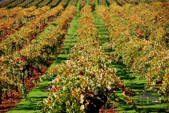 Napa Valley Winery Grapes